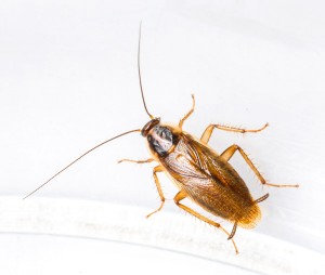 cucaracha germanica