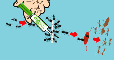 ecogel eliminar hormigas