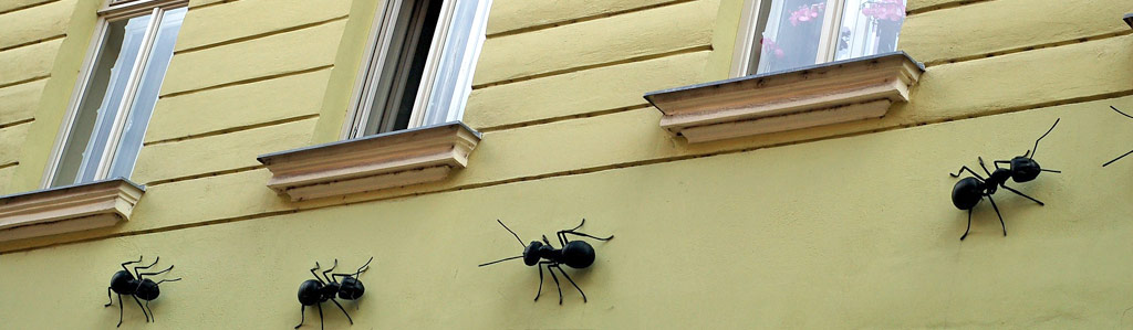 ¿Cómo acabar con las hormigas eficazmente?