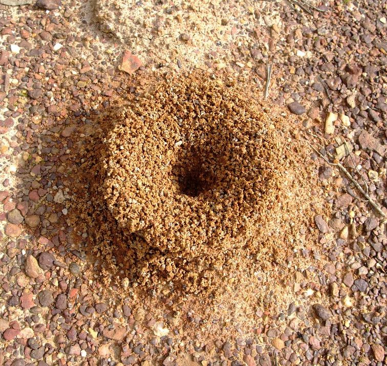 hormigoro plaga hormigas