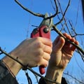 buy pruning tools