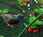 acheter verser les oiseaux des Moustiquaires