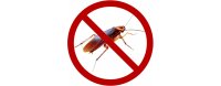 Remove Cockroaches